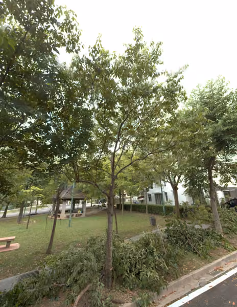 tree photo