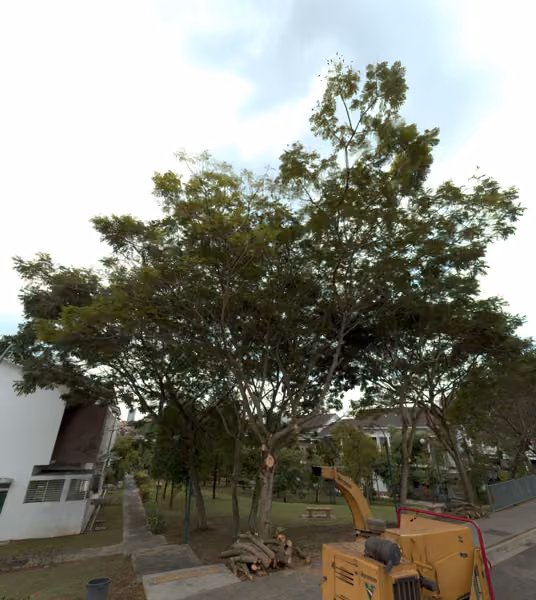 tree photo