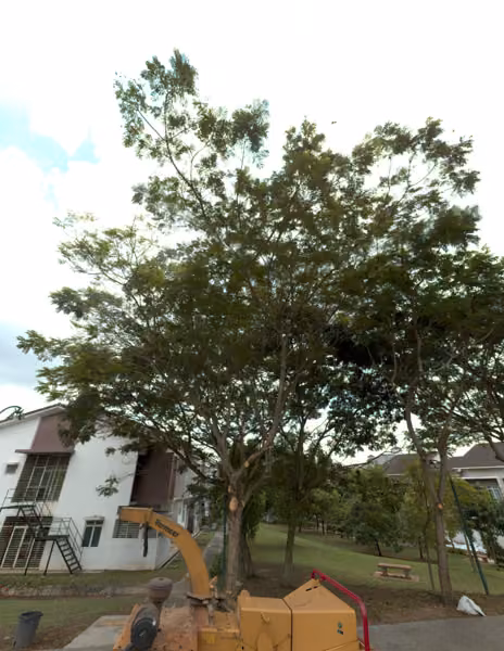 tree photo