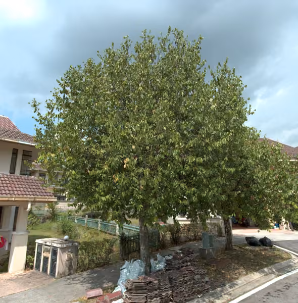 tree photo