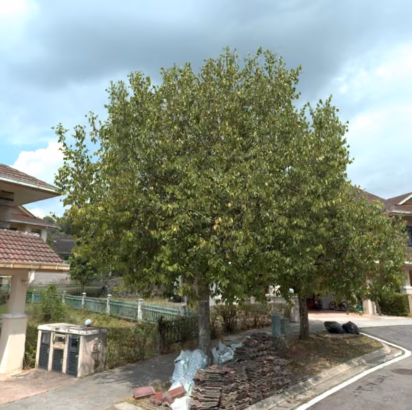 tree photo