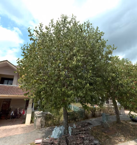 tree photo