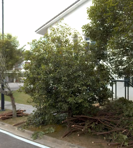 tree photo
