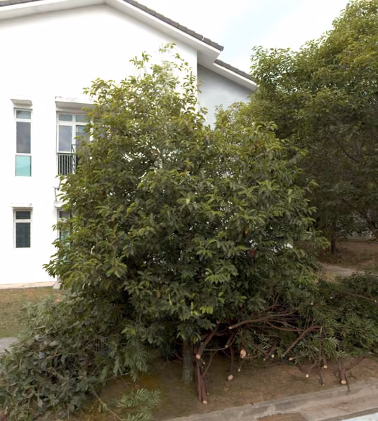 tree photo