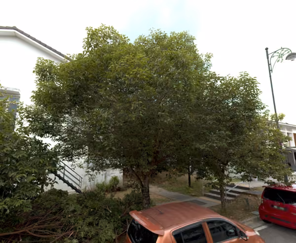 tree photo