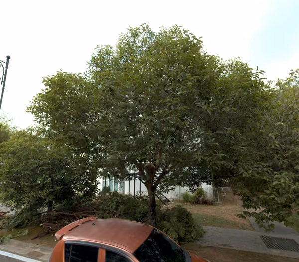 tree photo
