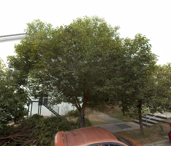 tree photo
