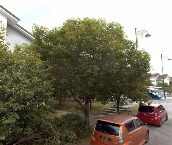 tree photo