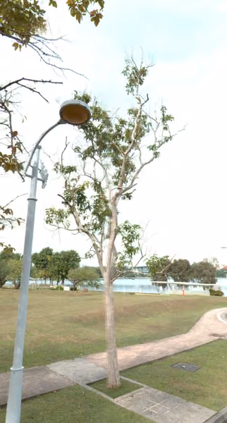 tree photo