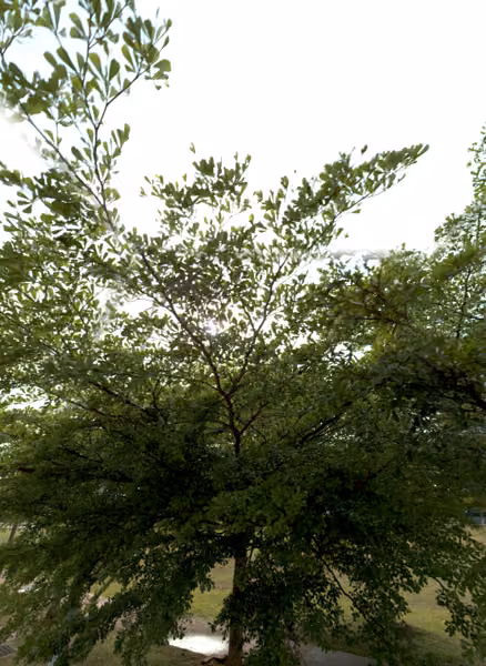 tree photo