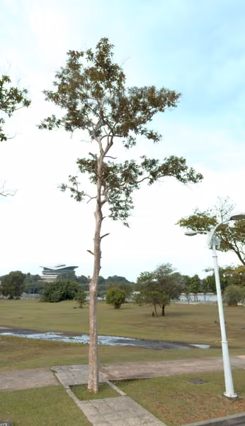 tree photo