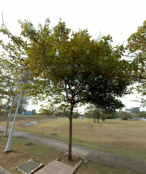 tree photo