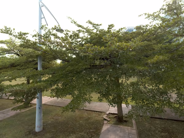 tree photo