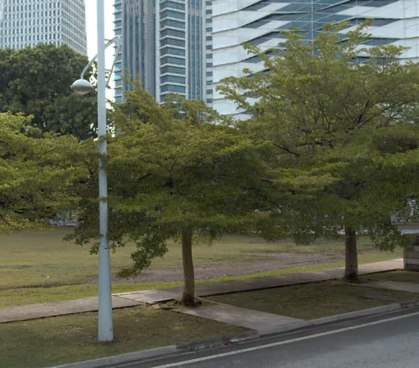 tree photo