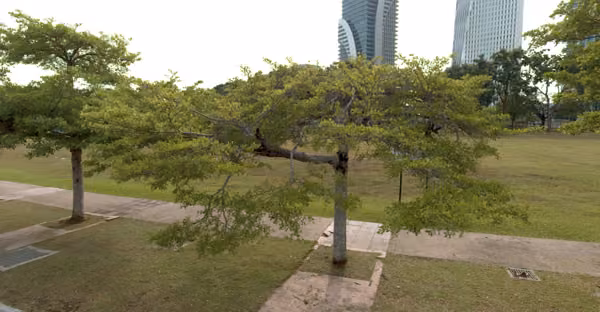 tree photo