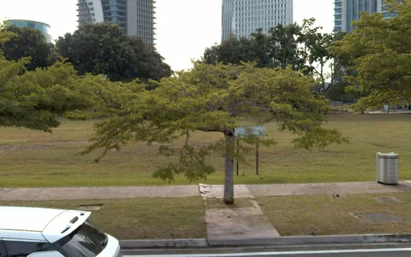 tree photo
