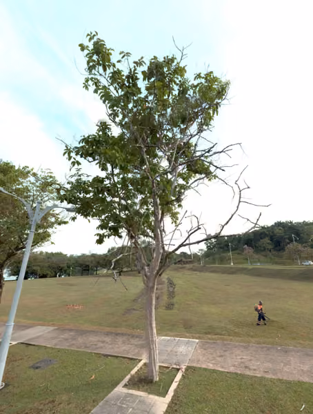 tree photo