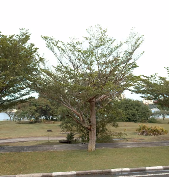 tree photo
