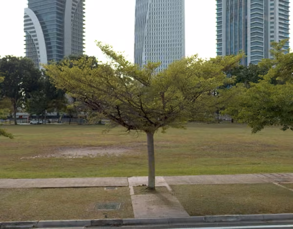 tree photo