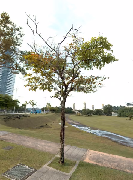 tree photo