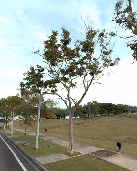 tree photo