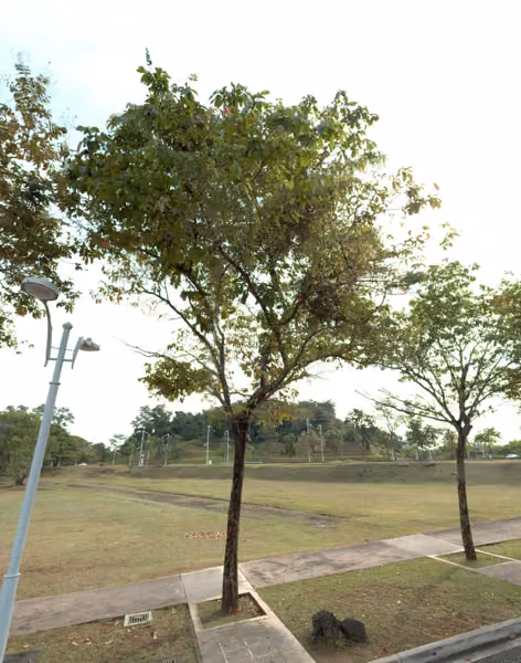 tree photo
