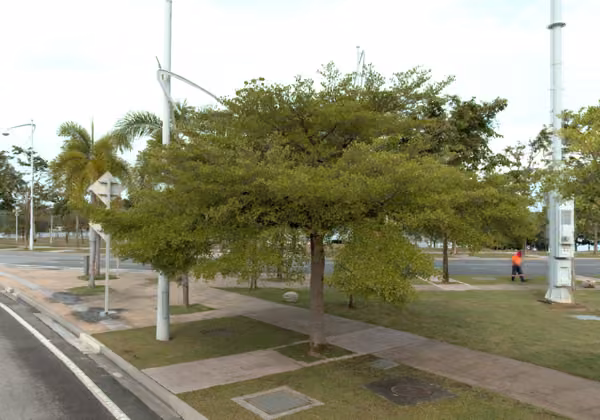 tree photo