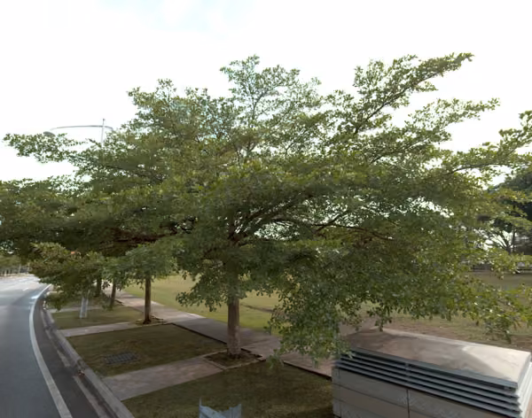 tree photo
