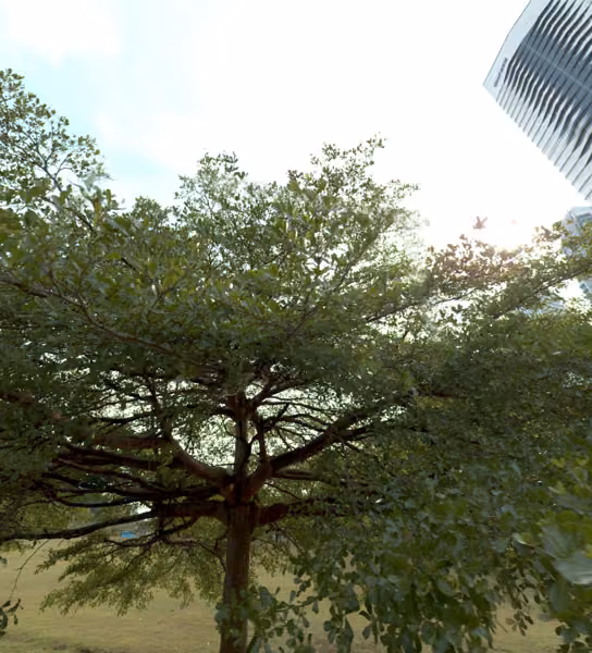 tree photo