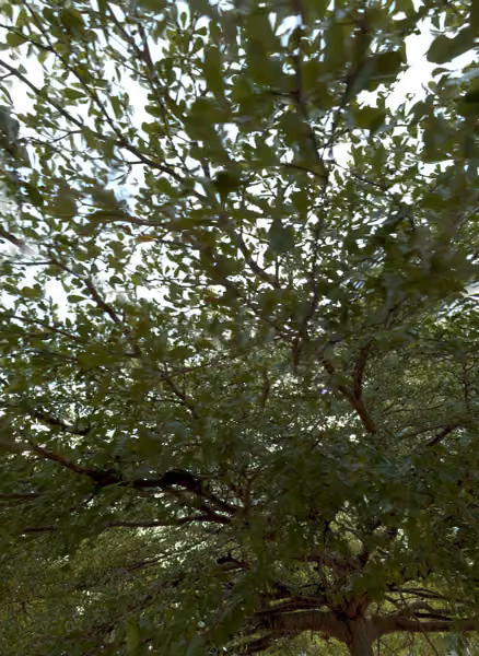 tree photo