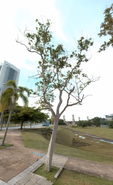 tree photo