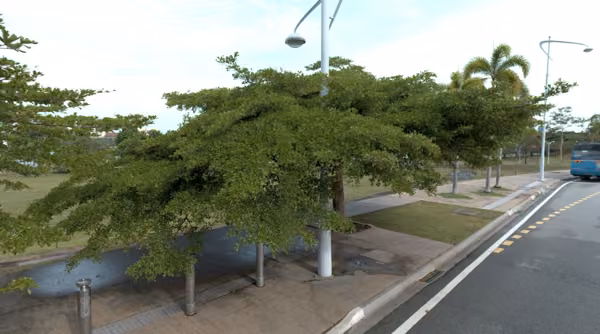 tree photo