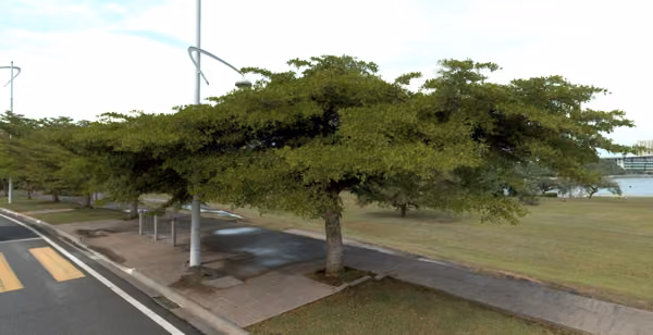 tree photo