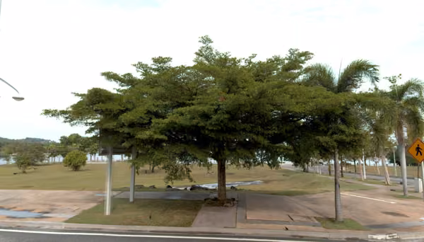 tree photo