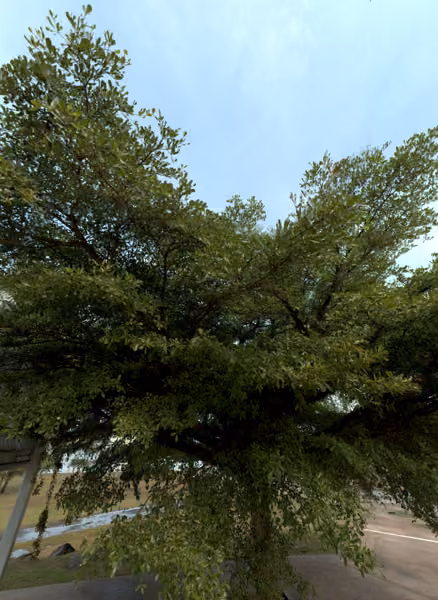 tree photo