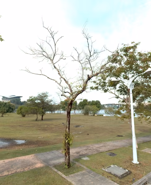 tree photo