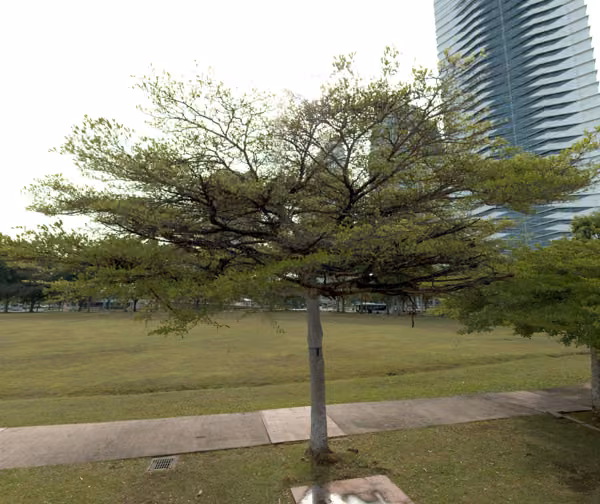 tree photo
