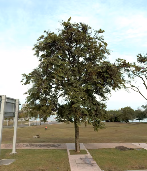 tree photo