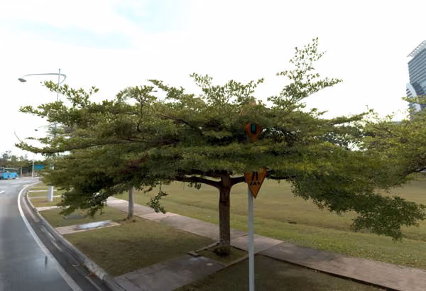 tree photo