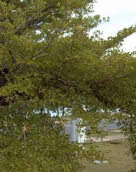tree photo