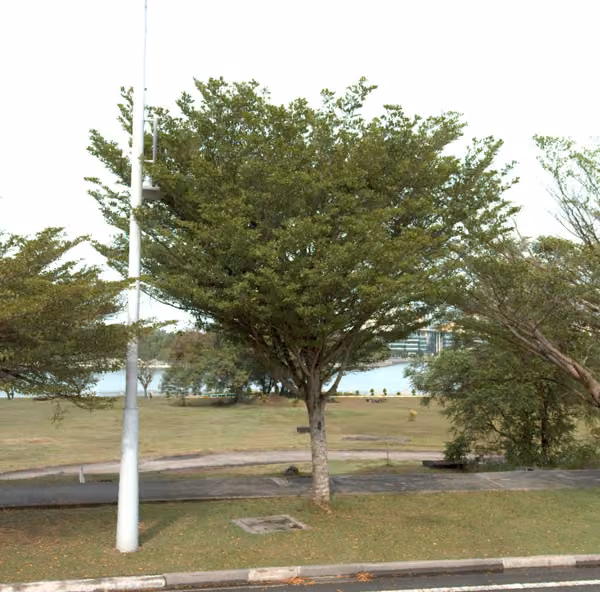 tree photo