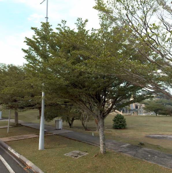 tree photo