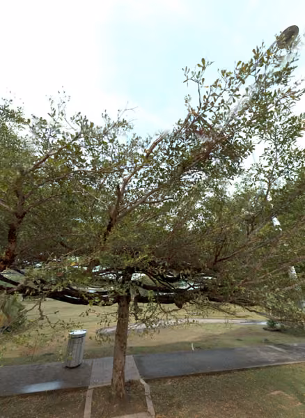 tree photo