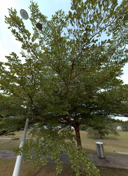 tree photo