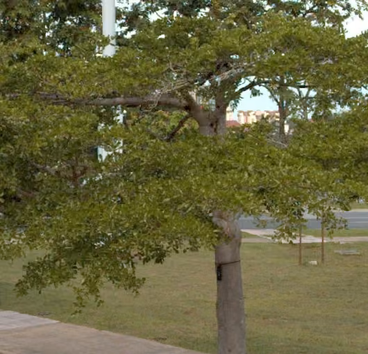 tree photo