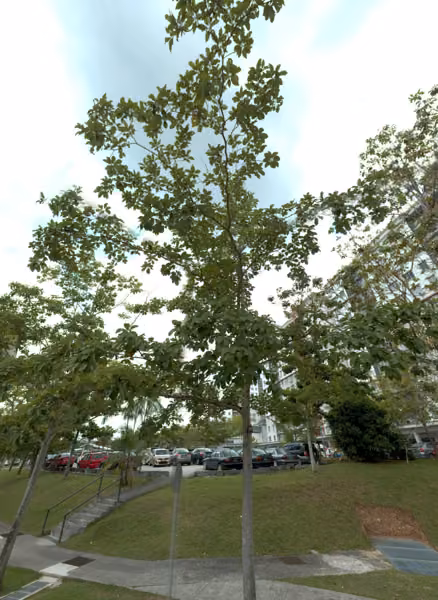 tree photo
