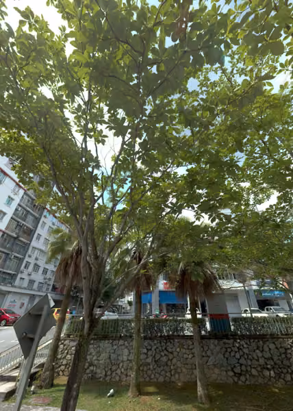 tree photo