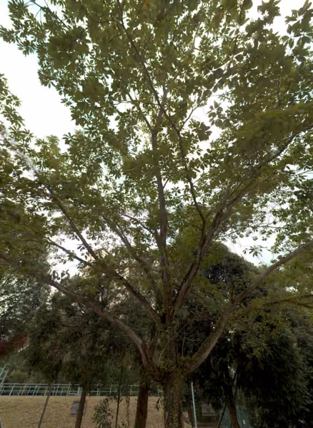 tree photo