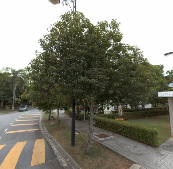 tree photo