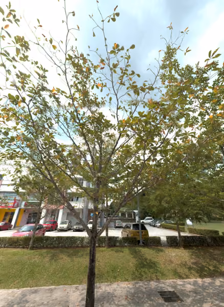 tree photo